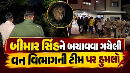 અમરેલીમાં બીમાર સિંહને બચાવવા ગયેલી વન વિભાગની ટીમ પર હુમલો