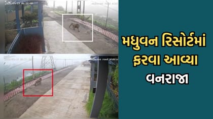 Gir Somnath: તાલાળાના મધુવન રિસોર્ટ માં ફરવા આવ્યો વનરાજા