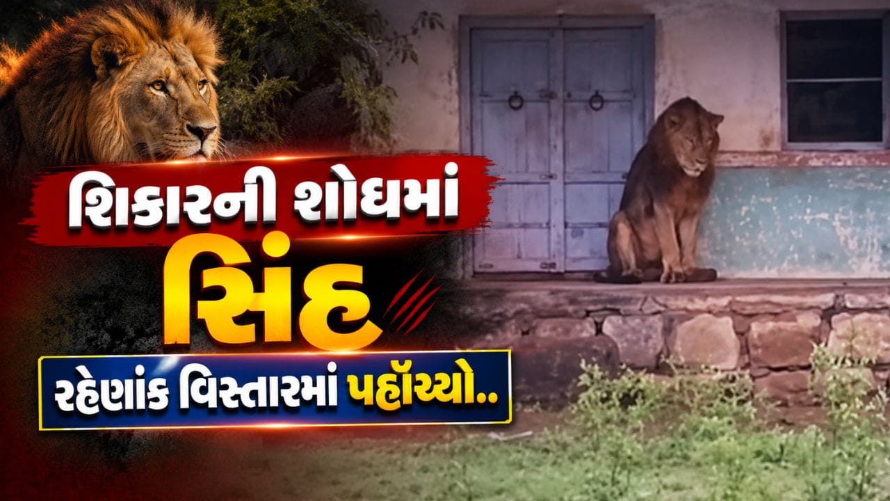 Breaking News : અમરેલીમાં સિંહ શિકારની શોધમાં રહેણાંક વિસ્તારમાં પહોંચ્યો, પછી જુઓ શું થયું? Breaking News : અમરેલીમાં સિંહ શિકારની શોધમાં રહેણાંક વિસ્તારમાં પહોંચ્યો, પછી જુઓ શું થયું?