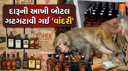વાંદરી પી ગઈ દારૂની બોટલ, ભાન આવ્યા પછી કર્મચારી પર કર્યો 'હુમલો'