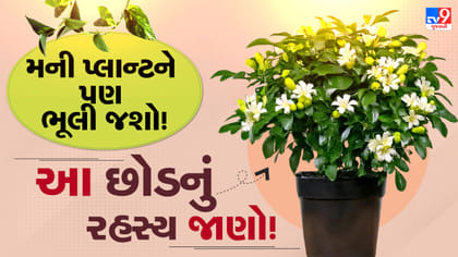 મની પ્લાન્ટને પણ ભૂલી જશો ! વાસ્તુમાં આ છોડ કેમ છે ખાસ?