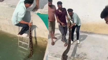વાયરલ વીડિયો: યુવકે અજગરની પૂંછડી પકડી બચાવ્યો