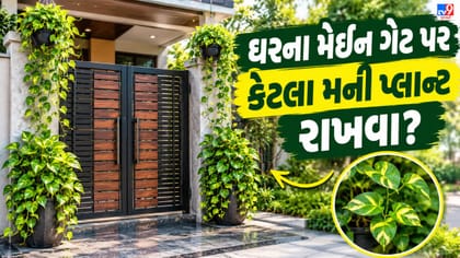 Vastu Tips for Home : ઘરના મેઈન ગેટ પર કેટલા મની પ્લાન્ટ રાખવા?