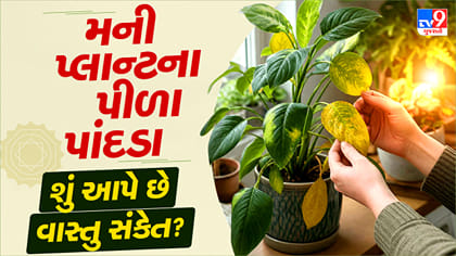 મની પ્લાન્ટના પાંદડા પીળા થઈ રહ્યા છે? જાણો આ મોટો સંકેત !