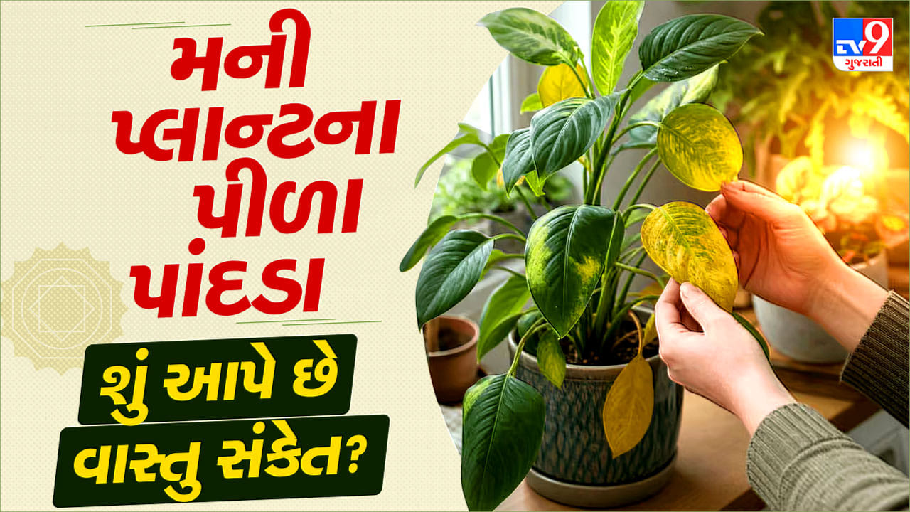 Money Plant Vastu : મની પ્લાન્ટના પીળા પાંદડા આપે છે મોટો સંકેત? જાણો શું કહે છે વાસ્તુ