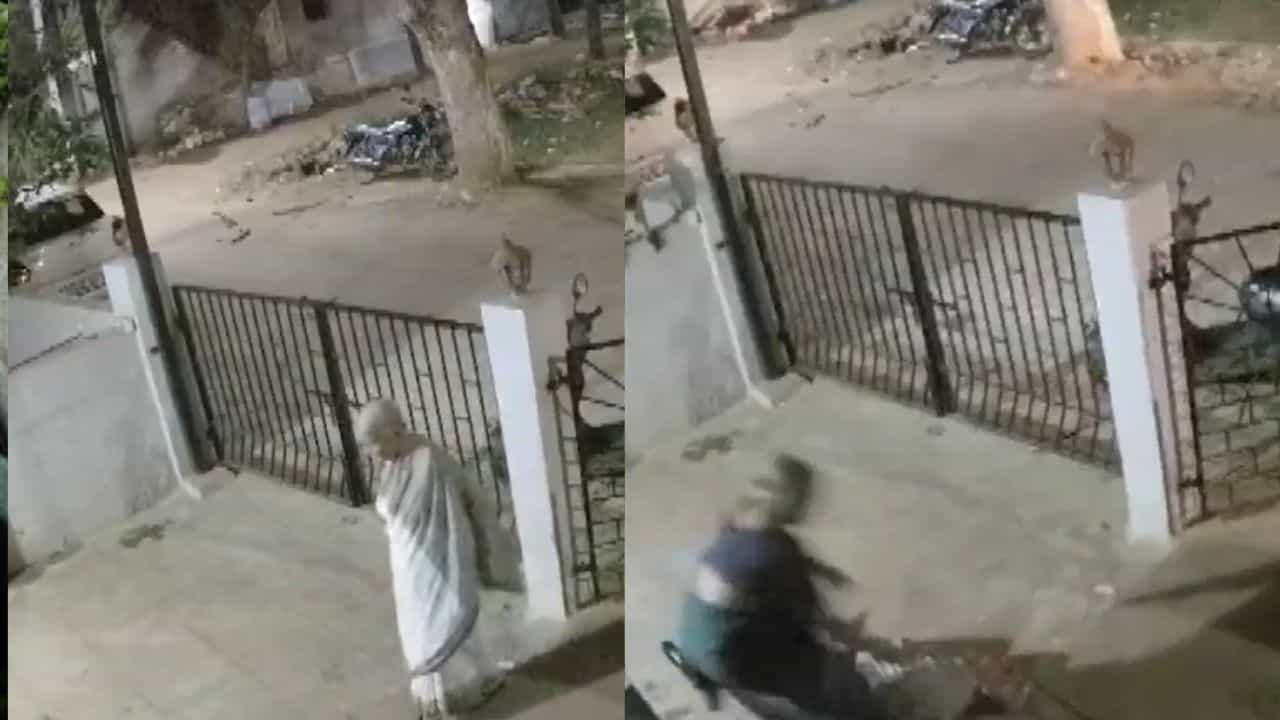 Trending Video : ઘરના આંગણામાં ફરતી વૃદ્ધ મહિલા પર વાંદરાનો હુમલો, જોરદાર ધક્કાથી કૉન્ક્રીટ પર પટકાતાં મોત ! સમગ્ર ઘટના CCTVમાં કેદ