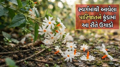 પારિજાતના વૃક્ષને કુંડામાં કેવી રીતે ઉગાડવુ- જાણો સરળ ટિપ્સ