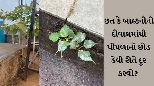 છત કે દીવાલની તિરાડમાં ઊગેલા પીપળાના છોડને કાયમ માટે કેવી રીતે હટાવવો? અપનાવો આ સરળ કુદરતી નુસખો