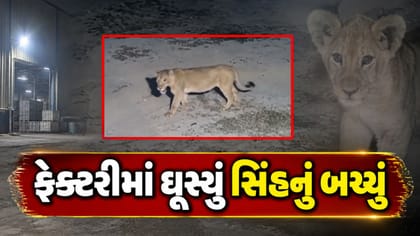 જૂનાગઢની સિમેન્ટ ફેક્ટરીમાં સિંહના બચ્ચાની લટાર