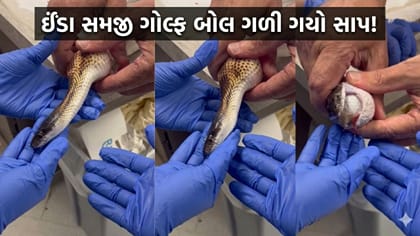 ઈંડા સમજી 'ગોલ્ફ બોલ' ગળી ગયો સાપ! ડોક્ટરોએ આ રીતે બચાવ્યો જીવ