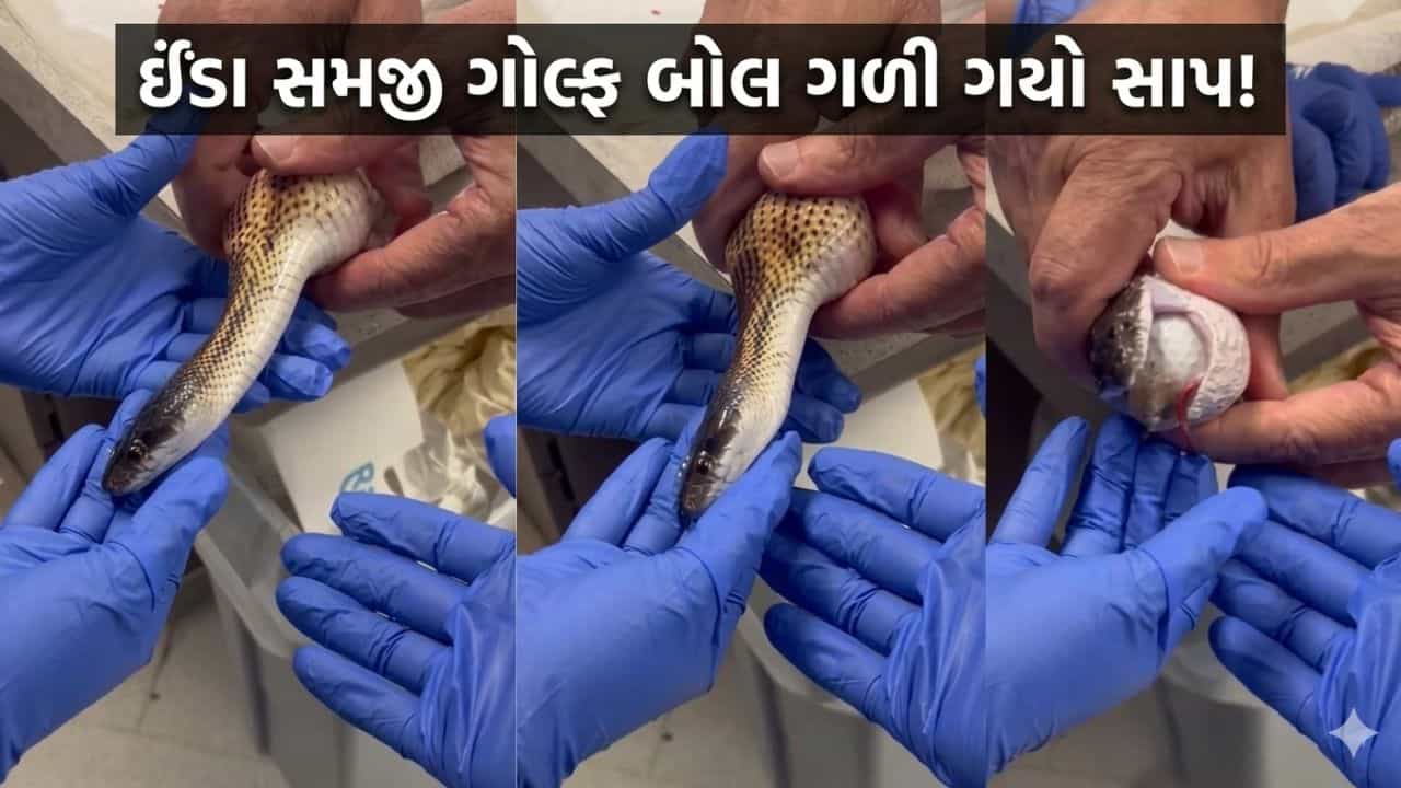 Trending Video : ઈંડા સમજી ગોલ્ફ બોલ ગળી ગયો સાપ! પેટમાંથી બોલ બહાર કાઢી ડોક્ટરોએ આ રીતે બચાવ્યો જીવ