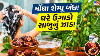 મોંઘા સાબુ-શેમ્પૂ ખરીદવાનું ભૂલી જાઓ! ઘરે ઉગાડો સાબુનું ઝાડ, વાળથી લઈને કપડાંની સફાઈમાં આવશે કામ