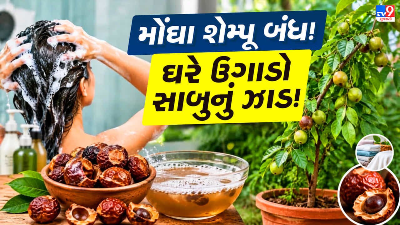મોંઘા સાબુ-શેમ્પૂ ખરીદવાનું ભૂલી જાઓ! ઘરે ઉગાડો સાબુનું ઝાડ, વાળથી લઈને કપડાંની સફાઈમાં આવશે કામ