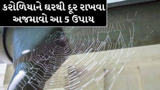 ઘરમાં કરોળિયાનો ત્રાસ વધી ગયો છે? રસોડામાં રહેલી આ 5 વસ્તુઓથી થશે ગાયબ!