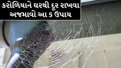 કરોળિયાના જાળા દૂર કરવા અજમાવો આ 5 સરળ ઘરગથ્થુ ઉપાય