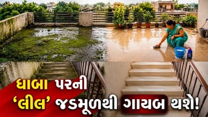 આ એક વસ્તુ છત પરથી મિનિટોમાં ગાયબ કરી દેશે 'લીલ'