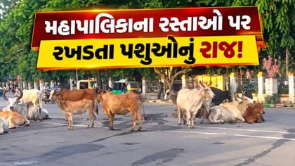નવસારીમાં રખડતા ઢોરનો ત્રાસ: ટ્રાફિક સમસ્યા અને કરોડોનો ખર્ચ છતાં ઉકેલ