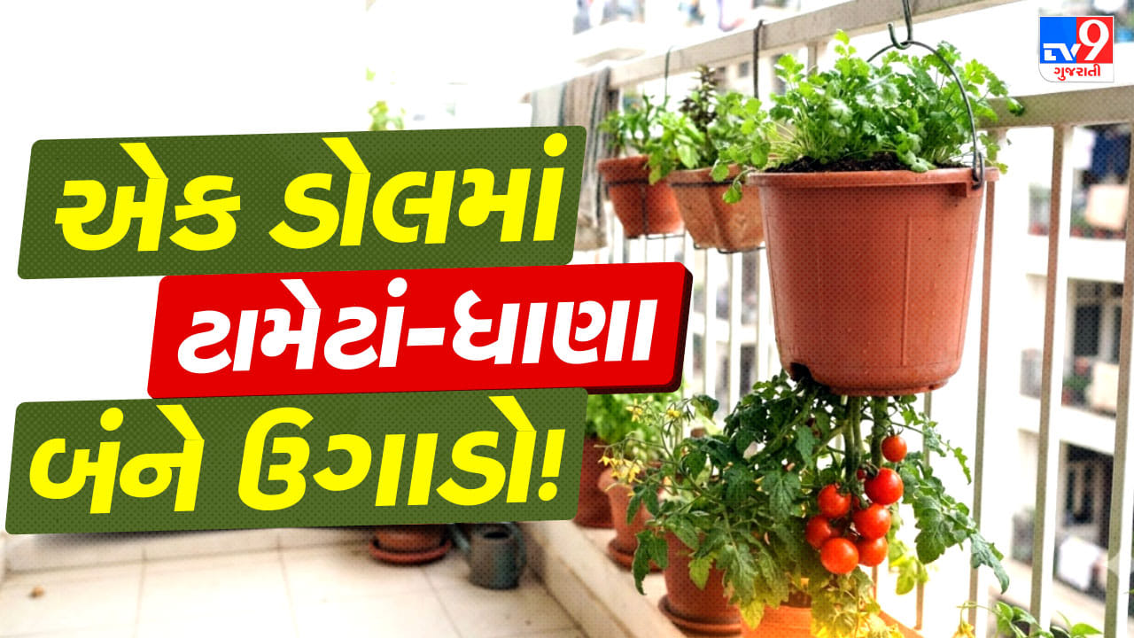 એક જ ડોલમાં 2 શાકભાજી ! ટામેટાં સાથે ધાણા ઉગાડવાની આ ટ્રિક જાણો