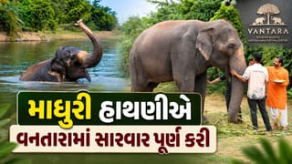 Breaking News : માધુરી હાથણીએ ગુજરાતના વનતારામાં સારવાર પૂર્ણ કરી, એક વર્ષથી વધુ સમય બાદ મહારાષ્ટ્ર પરત ફરશે