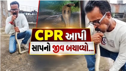 વાપીમાં CPR આપી બચાવ્યો સાપનો જીવ