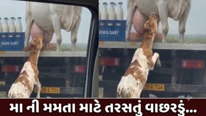 મા ની શોધમાં ભટકતું બચ્ચું! વાયરલ થયેલા વિડીયોએ લાખો લોકોને રોવડાવ્યા