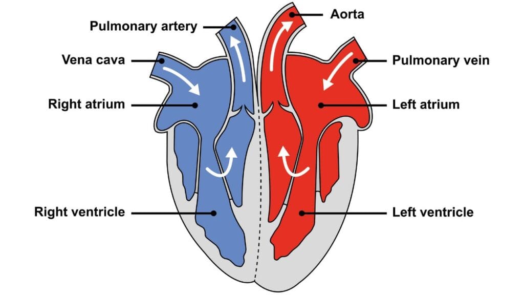 World Heart Day Amazing Heart Facts You Should Know About Your Heart