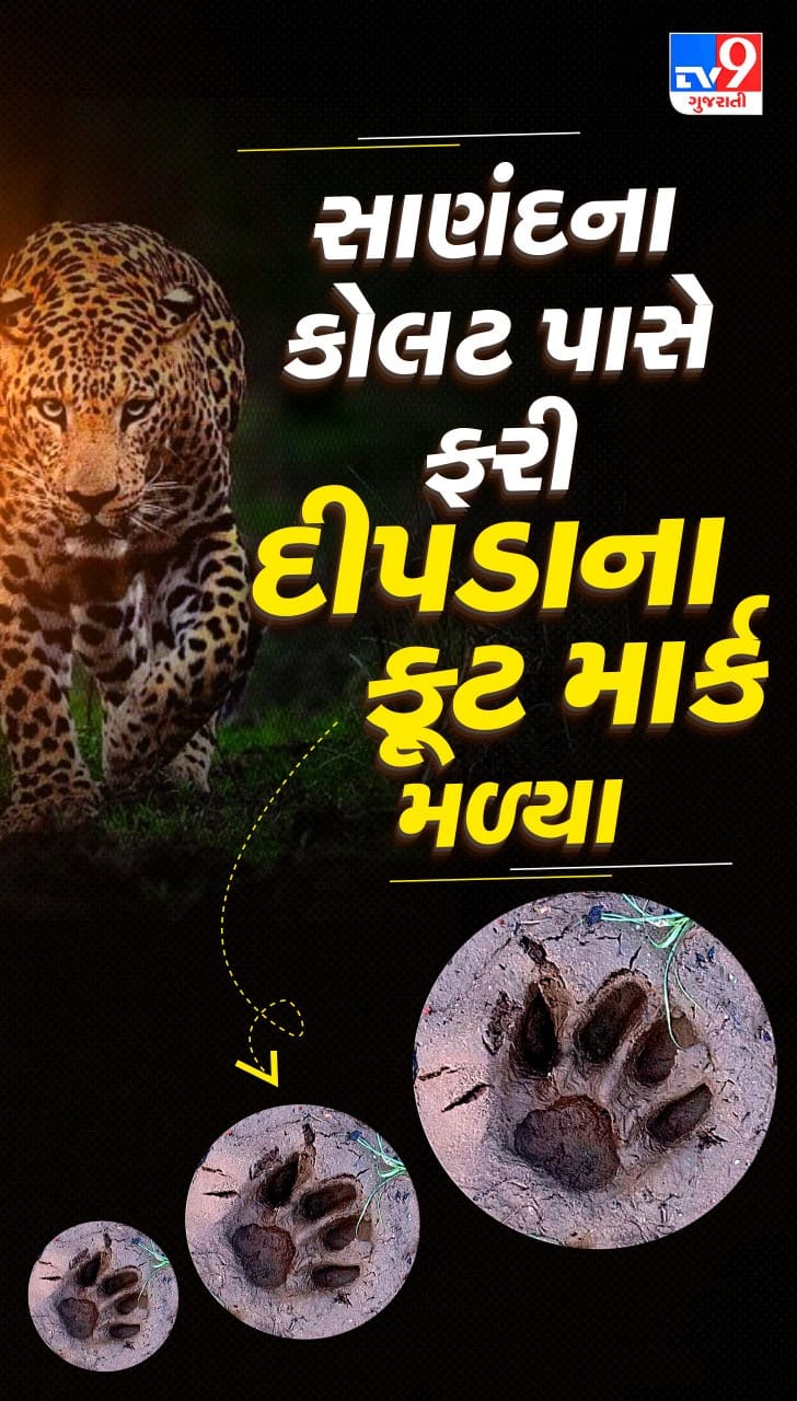 ફરીવાર દીપડાના નિશાન મળતા વન વિભાગ દોડતું થયું