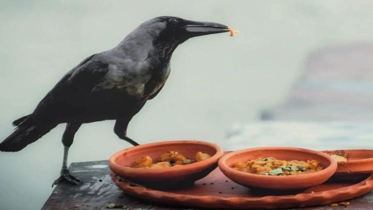 આ સમયગાળા દરમિયાન આપણે પિતૃઓની આત્માની શાંતિ માટે શ્રાદ્ધ (શ્રાદ્ધ), તર્પણ (અર્પણ) અને દાન કરીએ છીએ. પિતૃ પક્ષ દરમિયાન કાગડાઓને શ્રાદ્ધ ભોજન કેમ ખવડાવવામાં આવે છે. ચાલો જાણીએ.