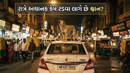કુતરા રાત્રે અચાનક કેમ રડવા લાગે છે? ભૂત-પ્રેત નહીં, જાણો સાચુ કારણ