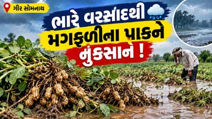 ગીર સોમનાથમાં વરસાદથી મગફળીના પાકને નુકસાન, ખેડૂતોએ માંગી સહાય