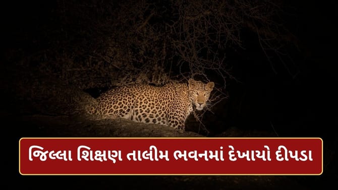 જૂનાગઢ જિલ્લા શિક્ષણ તાલીમ ભવનમાં દીપડાના આંટાફેરા