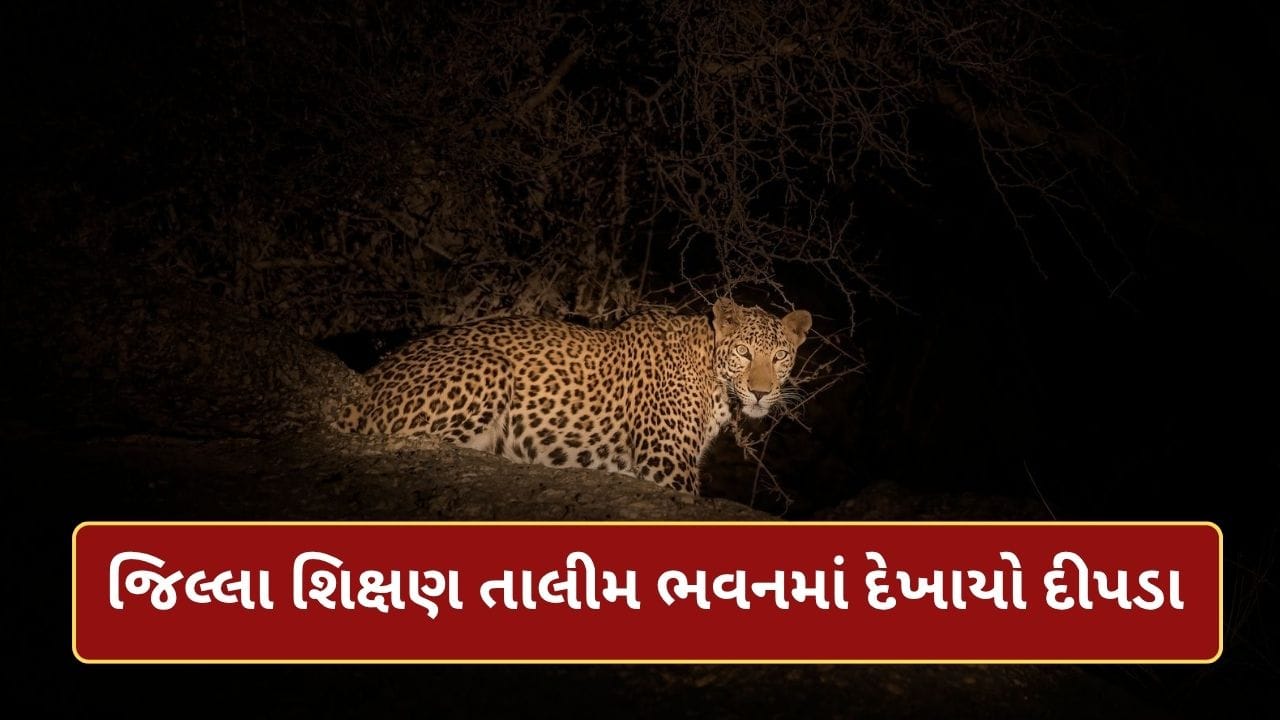 Breaking News : જૂનાગઢ જિલ્લા શિક્ષણ તાલીમ ભવનમાં દીપડાના આંટાફેરા, તાલીમાર્થીઓની સુરક્ષાને લઈને ઉઠ્યા સવાલ Breaking News : જૂનાગઢ જિલ્લા શિક્ષણ તાલીમ ભવનમાં દીપડાના આંટાફેરા, તાલીમાર્થીઓની સુરક્ષાને લઈને ઉઠ્યા સવાલ