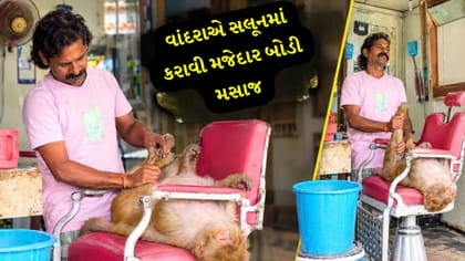 સલૂનની ખુરશી પર બેઠો ‘મોંકેશ ભાઈ’: વીડિયો વાયરલ