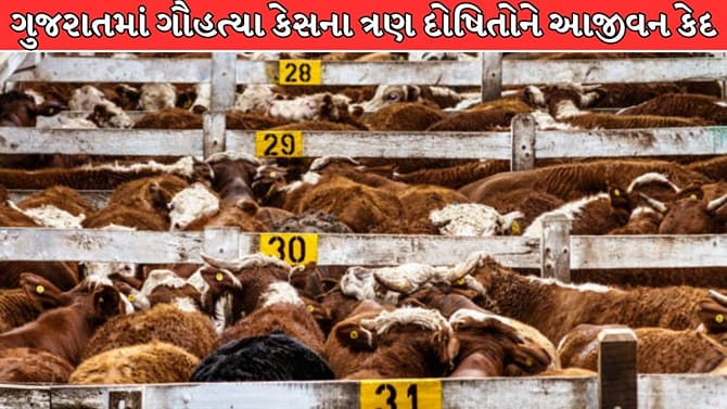 ગુજરાતમાં ગૌહત્યા કેસના ત્રણ દોષિતોને આજીવન કેદ