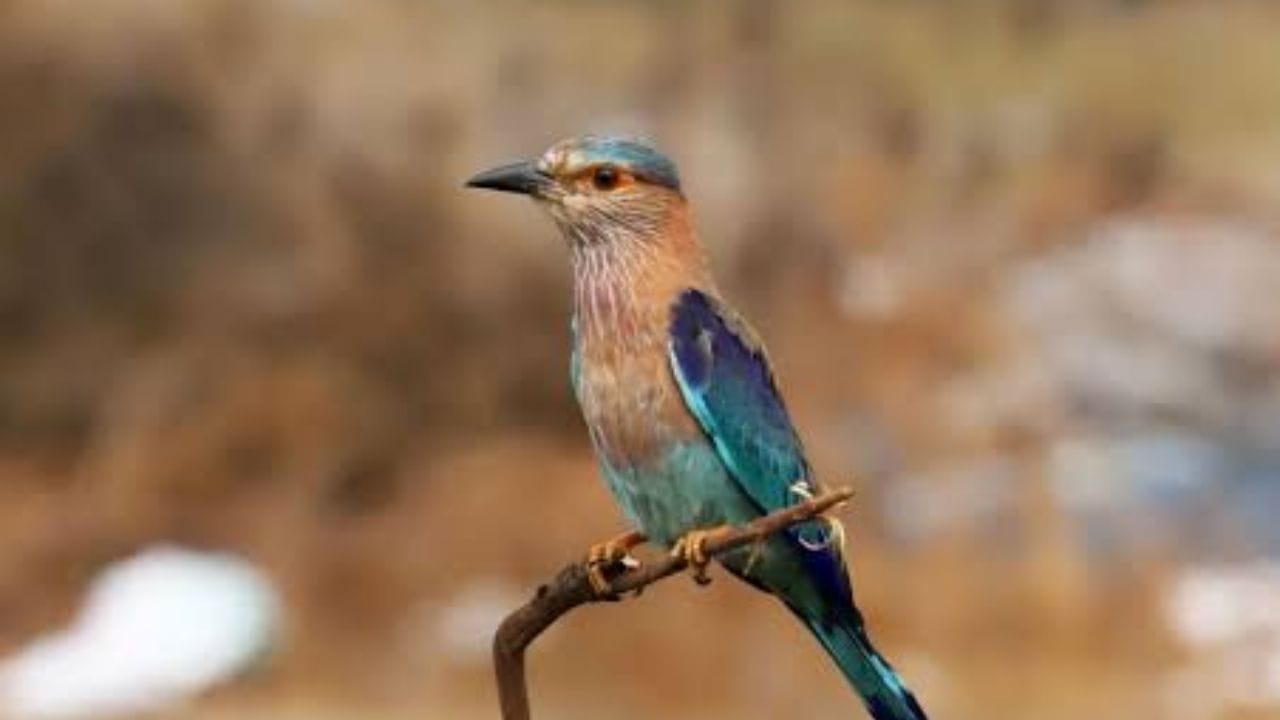 આ ધાર્મિક માન્યતાને કારણે, આજે પણ, વિજયાદશમી પર આ પવિત્ર પક્ષીને જોવાને વિજય અને સફળતાનું પ્રતીક માનવામાં આવે છે. (Image Source | Pexels)