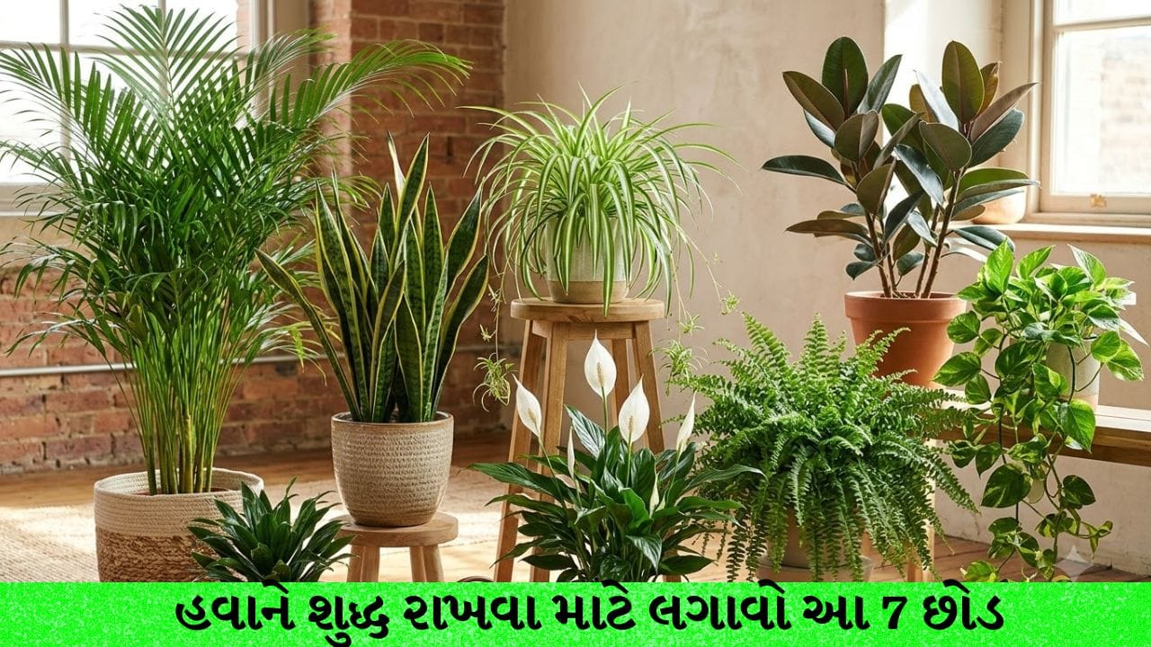 પ્રદૂષણથી ઘર પણ સુરક્ષિત નથી : મોંઘા એર પ્યુરિફાયર વગર ઘરની હવા શુદ્ધ રાખવા લગાવો આ 7 કુદરતી છોડ
