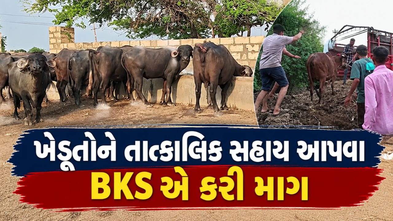 રાજ્યના અછતગ્રસ્ત વિસ્તારોમાં તાત્કાલિક સહાય જાહેર કરવાની ભારતીય કિસાન સંઘે કરી માગ, કાગડોળે સરકાર સમક્ષ મીટ માંડીને બેઠા ધરતીપુત્રો