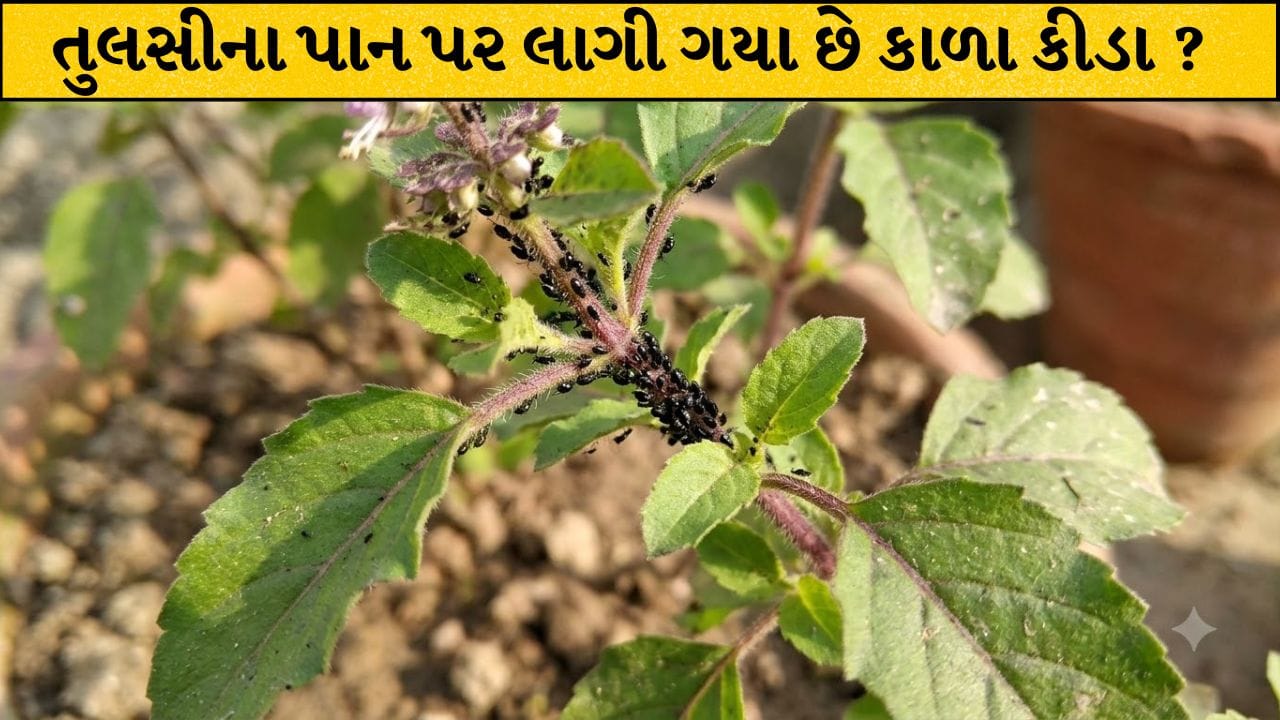 Plant in Pot: તુલસીના છોડ પર પડી ગયા છે કાળા કીડા? આ સરળ ઘરેલું ઉપાયથી છોડ થઈ જશે ફરી લીલોછમ, જાણો...