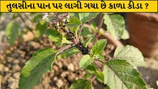 Plant in Pot: તુલસીના છોડ પર પડી ગયા છે કાળા કીડા? આ સરળ ઘરેલું ઉપાયથી છોડ થઈ જશે ફરી લીલોછમ, જાણો રક્ષણ કરવાની રીત