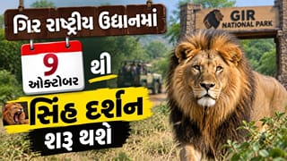 Breaking News : બેગ કરી લેજો પેક, 9  ઓક્ટોબરથી કરી શકશો સિંહ દર્શન, જુઓ વીડિયો