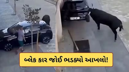 બ્લેક કાર જોઈનો વિફર્યો આખલો! શિંગડાં મારીને ગાડીનો ભુક્કો બોલાવી દીધો