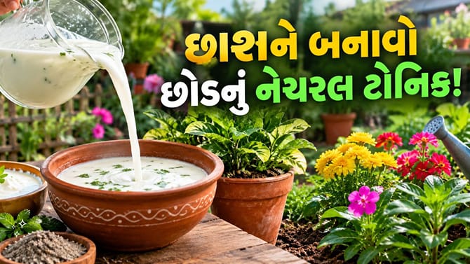 બચેલી છાશ ફેંકશો નહીં! ગાર્ડનમાં આવી રીતે કરો ઉપયોગ