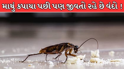 માથું કપાયા પછી પણ દિવસો સુધી જીવતો રહે છે વંદો? જાણો વાયરલ ફેક્ટ કારણ