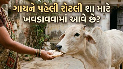 હિંદુ ધર્મમાં ગાયને પહેલી રોટલી કેમ ખવડાવવામાં આવે છે? જાણો મહત્વ