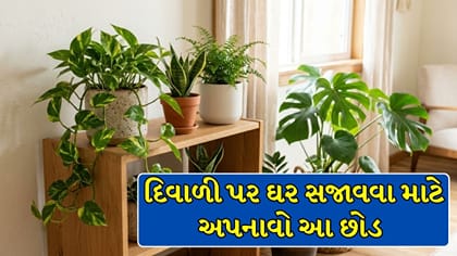 આ દિવાળીએ ઘરને છોડથી આપો સ્ટાઇલિશ લુક, ઘરને લાગશે એકદમ શાહી !