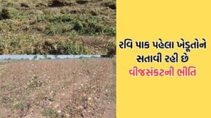 ધોરાજીના ખેડૂતોના માથે તોળાઈ રહ્યો છે વીજ સંકટનો ખતરો, નિયમિત વીજ પૂરવઠો સુનિશ્ચિત કરવાની ધરતીપુત્રોની માગ