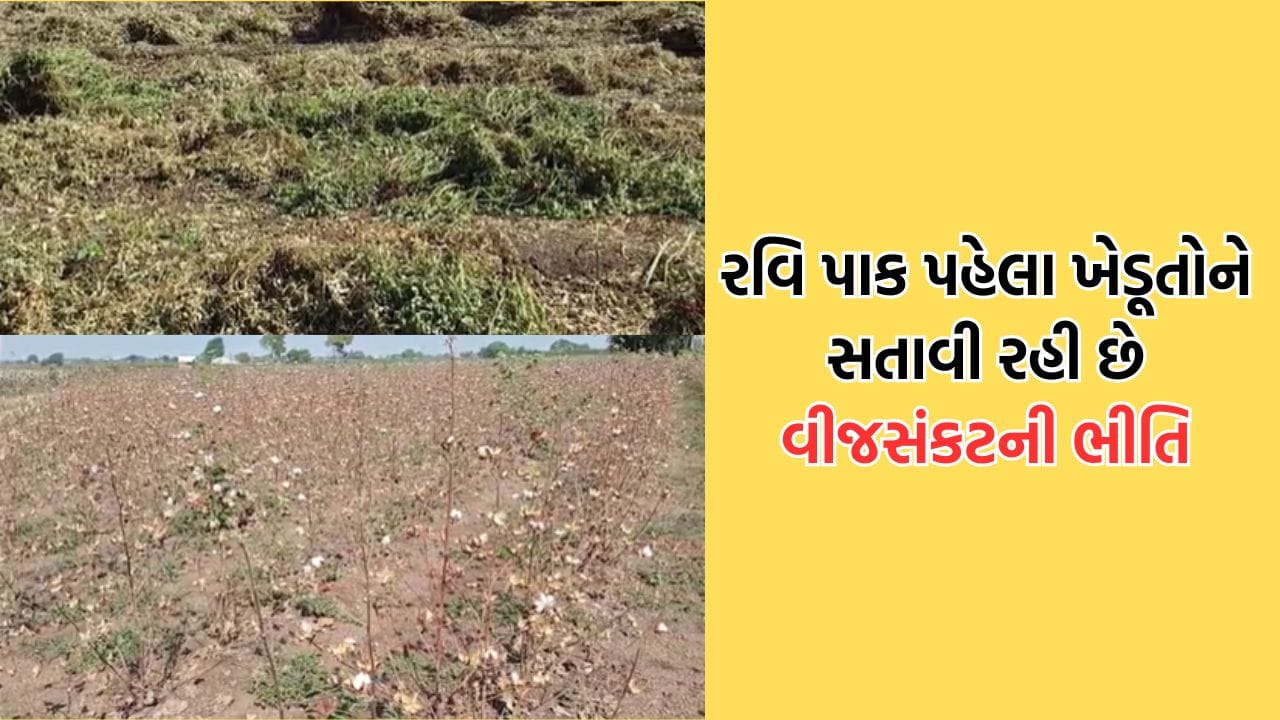 ધોરાજીના ખેડૂતોના માથે તોળાઈ રહ્યો છે વીજ સંકટનો ખતરો, નિયમિત વીજ પૂરવઠો સુનિશ્ચિત કરવાની ધરતીપુત્રોની માગ