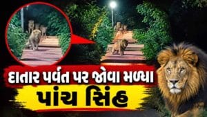 Breaking News : દાતાર પર્વત પર સિંહ પરિવારનો ડેરો, વહેલી સવારે પગથિયા પર જોવા મળ્યા પાંચ સિંહ, જુઓ Video