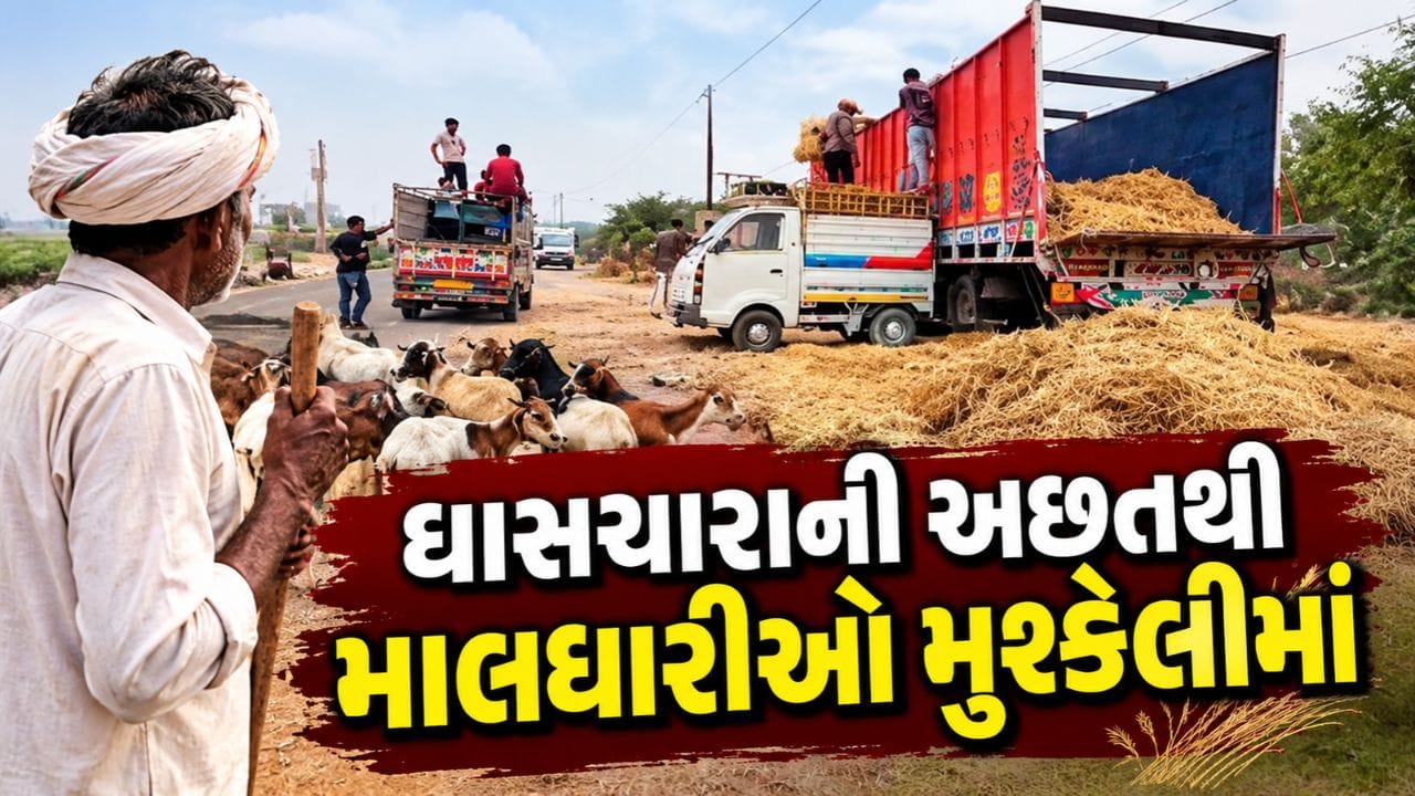 રાજકોટ જિલ્લામાં લીલા ઘાસચારીની અછત સર્જાતા માલધારીઓની કફોડી સ્થિતિ, કોંગ્રેસ આગેવાને સરકાર સમક્ષ કરી મદદની માગ