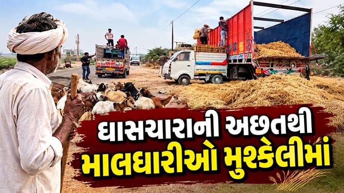 રાજકોટ જિલ્લામાં લીલા ઘાસચારીની અછત સર્જાતા માલધારીઓની કફોડી સ્થિતિ